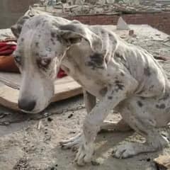 Starving Great Dane Forced To Eat Stones for Survival Until a Kind Family Rescue Him