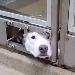 Lonely Dog Who Saw Her Shelter Friends Get Adopted Finds Her Forever Home