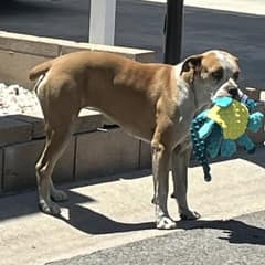 Timid Stray Dog’s Love for Toys Leads to a Heartwarming Rescue and New Beginning