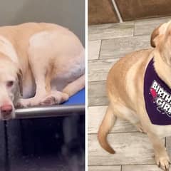 Cute Dog Got Excited to Hear Her Mom After Spending A Week In The Boarding Facility