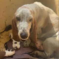 Stray Who Gave Birth in the Rain Is Now Safe and Warm with Her Newborns