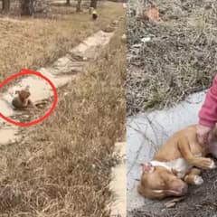 Truck Driver Rescues Shivering Dog Found in Roadside Ditch