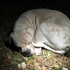 Poor Pup Abandoned Behind by Owners Found In The Deserted Wetland