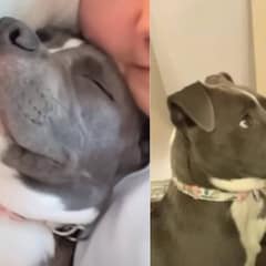 Adorable Rescue Pup Can’t Stand Being Away from His New Mom