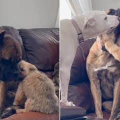 Anxious Pup’s Rescue Story and His Pawfect Siblings Captured Hearts Online