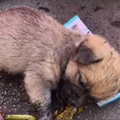 Sad Puppy Crawling Through Trash, Desperately Searching for Leftovers
