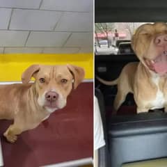 You Won’t Believe This Pup’s Reaction to His New Home!