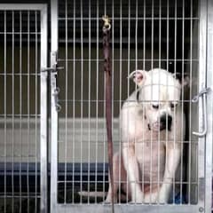 Lonely Dog Hides Away After Being Abandoned By His Family