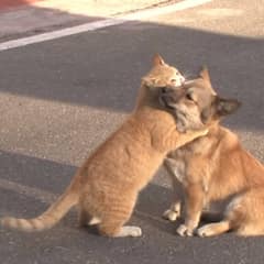Stray Cat Brings Comfort to Abandoned Dog Waiting for His Owner to Return