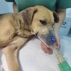 Rescuers Were Shocked To See This Mama Dog Crying When Her Puppies Passed Away