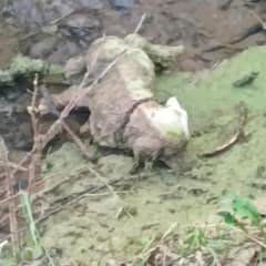Rescuers Race to Save a Motionless Dog in a Ditch, But Things Weren’t As They Seemed
