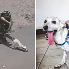 Disabled Dog Who Faced Abandonment Twice In One Day Finds A Forever Loving Home