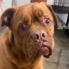 Shelter Workers Got Angry Seeing A Family Abandoned This Sad Dog After 7 Years of Love
