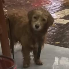 The Saddest-Looking Pup Walks in Heavy Rain to Beg For Food At A Restaurant