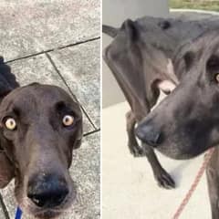 Starved Dog That Ate Rocks And Twigs For Survival Finally Gets A New Life