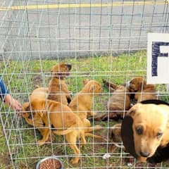 Kindhearted Man Rescues Seven Abandoned Puppies In The Parking Lot with a ‘Free’ Sign