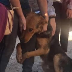 Poor Puppy Kept Hugging Random Strangers, Hoping Someone Would Save Her