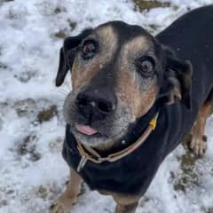 Lonely Senior Dog Spends 1,700 Days In Shelter Waiting For A Family To Love Him