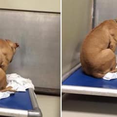 Heartbroken Dog Keeps Staring At Shelter Walls After Failed Adoption