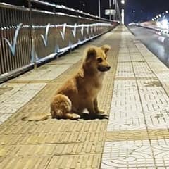 Heartbroken Pup Waited at An Overpass for Weeks, Believing His Owner Would Come Back
