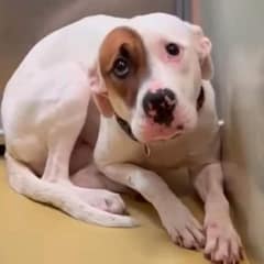 Heartbreaking Tale of a Terrified Pup Shaking in Her Tiny Kennel Leaves Us Crying