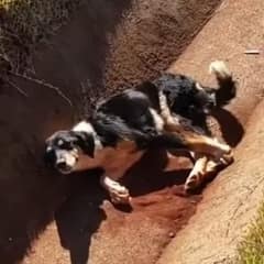 Injured Puppy Stuck In A Drain Desperately Wagged His Tail for Help