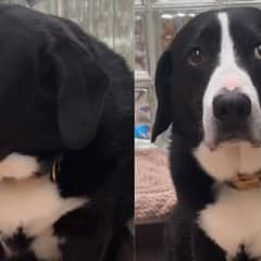 Heartbroken Dog Left Confused When His “Only Family” Abandoned Him After 8 Years