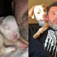 Inseparable Sibling Pups Steal Hearts After Being Raised Together By Loving Family