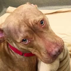 Homeless Pittie Who Faces Many Rejections Makes His Bed to Show He’s Worth Adopting