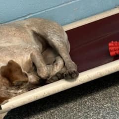 Lonely Pup Cries Herself to Sleep After Her Brother Left for a New Home