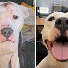 Mother Dog And Her Four Pups Rescued in Abandoned Yard Finds Love and Happiness in New Home