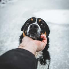 Advice of The Day: What To Do When You Become The Owner of a Dog