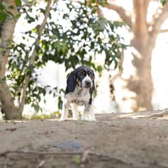 What Happens in a Puppy’s Brain During Socialization?