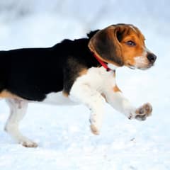 Raising Healthy Puppies