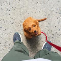 The Impact of Eye Contact With Your New Pup