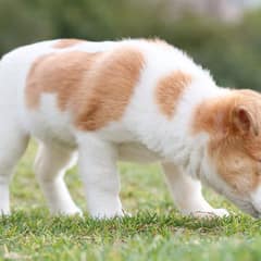 Engage With Your Puppy: Fun and Safe Ways to Burn Off Energy Without Over-Exercising
