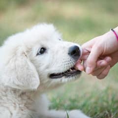 My Puppy Keeps Biting During Play Time