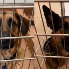 They Arrived at the Shelter for One Dog, But Discovered He Has a Best Friend