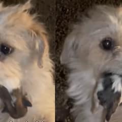 Crying Mama Dog Pleads for Help, Cradling Her Precious Puppies in Her Mouth