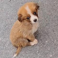A Cyclist Rescued A Hungry Stray Puppy On His Trail