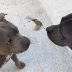 Adorable Pit Bulls Develop a Remarkable Friendship with A Wild Hummingbird