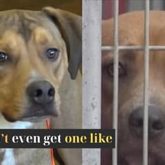 Brave Puppy Who Saved Another Dog’s Life Now Needs A Hero To Save His Own