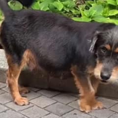 Pregnant Dog With 11 Pups Struggles Alone Until Kind Hearts Come to Her Rescue