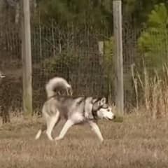 Biscuit Celebrates His First Run In An Open Field After Spending His Whole Life On a Chain