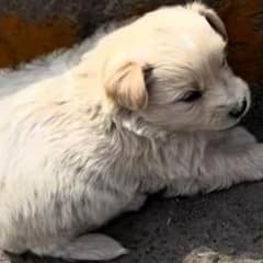 Driver Finds Puppy Struggling To Find Shelter Under the Harsh Sun