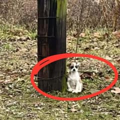 Driver’s Heart Breaks at the Sight of a Small Pup Tied To A Tree On Desert Road