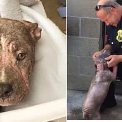 Firefighter Rescues 3-Month-Old Pitbull Left Behind By Previous Owners