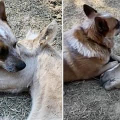 Caring Pup Offered Comfort to His Friend Until He Healed from His Mother’s Loss