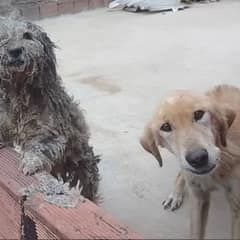 Women Found Two Poor Dogs Locked Away on Rooftop, Crying for Help And Food