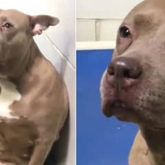 Pittie Mom Keeps On Crying And Searching For Her Pups After Being Abandoned At Shelter
